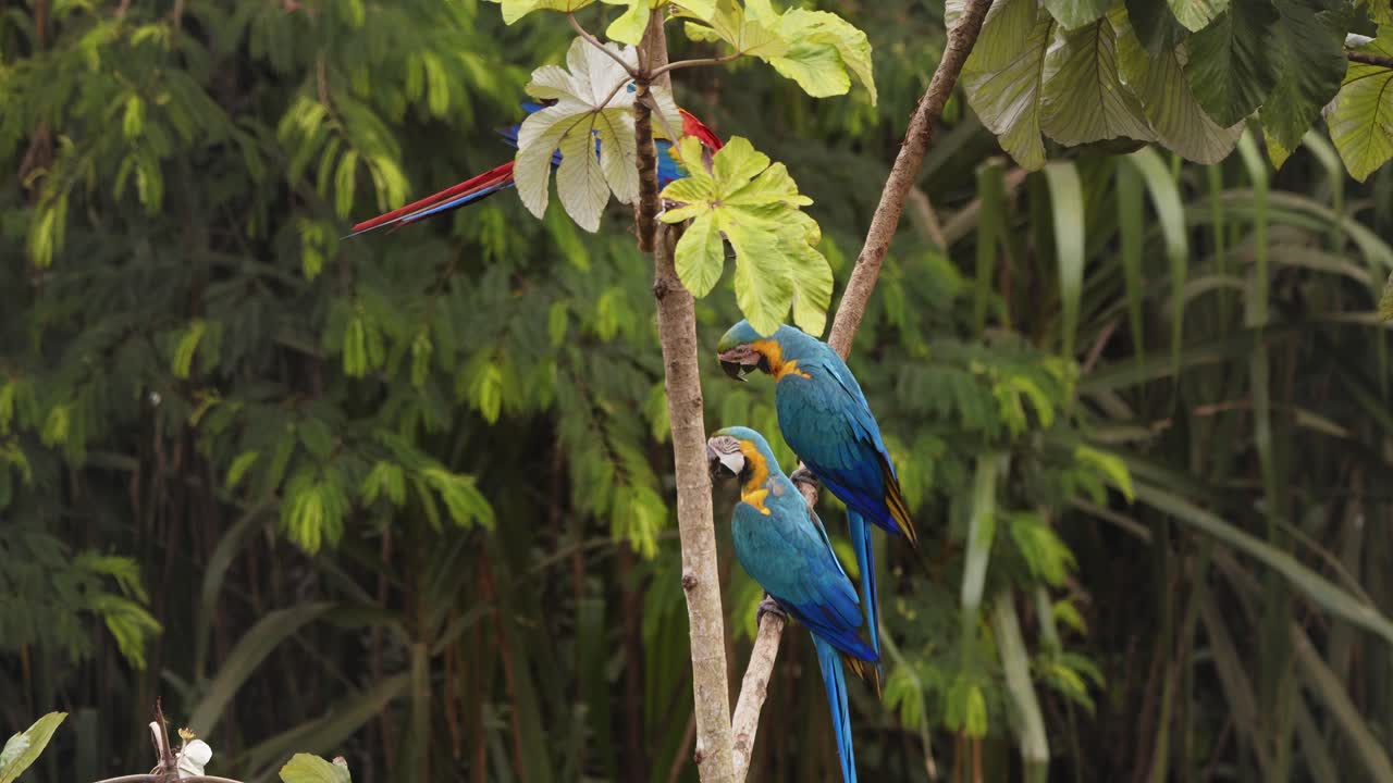 Mix flock of Blue and gold with scarlet macaw sit together in the rain forest canopy as the scarlet takes off