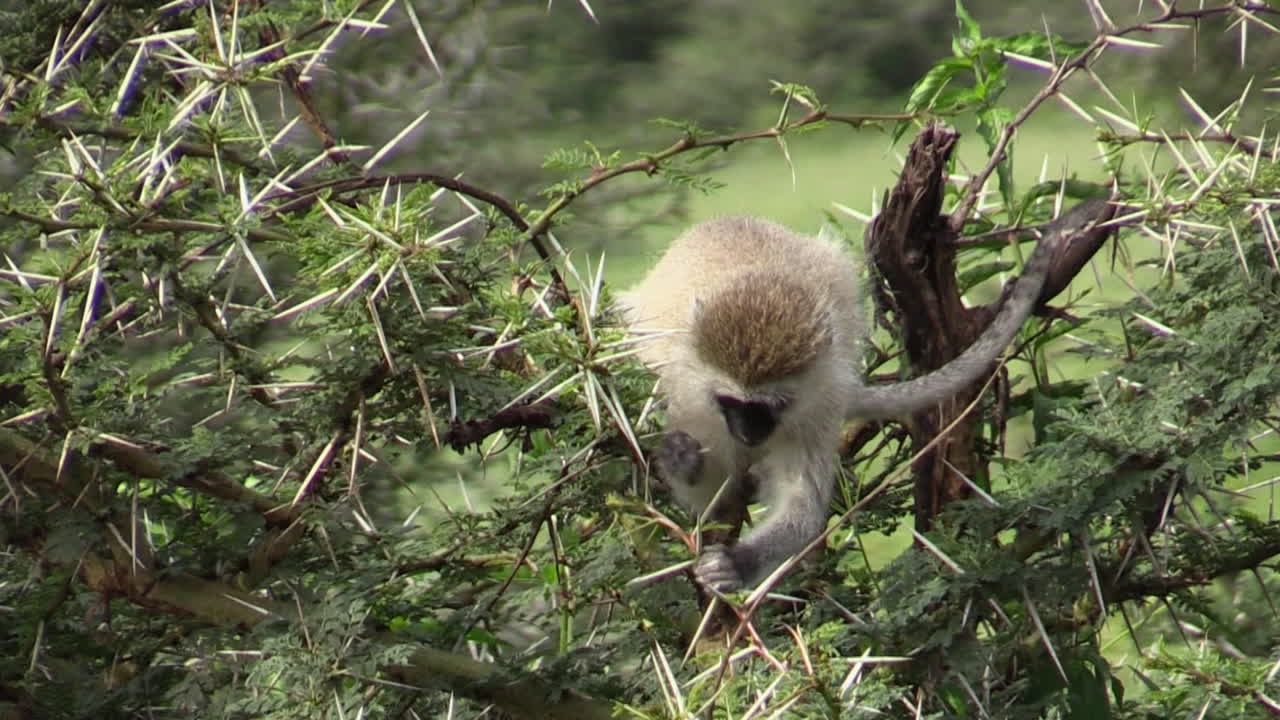 mono vervet se alimenta de un árbol de acacia