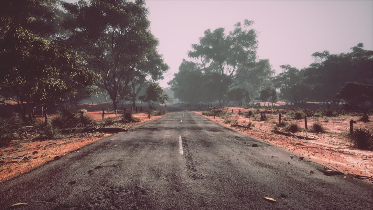 깊은 숲을 가로지르는 아스팔트 도로
