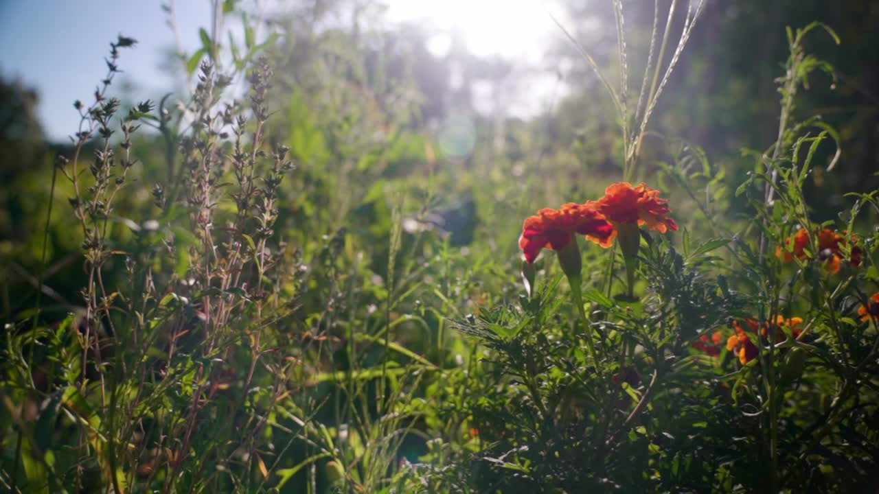Vibrant marigold flowers in sunlight in a garden