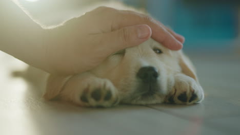 a man's hand is stroking a cute fluffy puppy that is basking in the sun