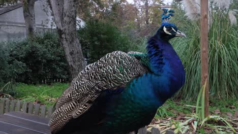 this peacock is impressive with its colors