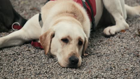 Labrador-retriever-wearing-a-red-harness-lying-on-a-gravel-surface