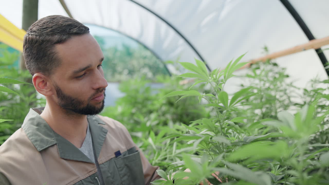 Man inspecting cannabis plants in a greenhouse
