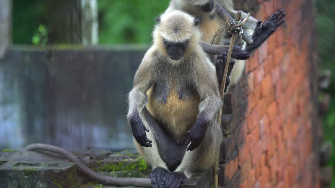 hanuman o mono de cara negra o langur está sentado en la pared