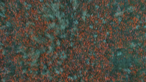 aerial view of a blossom field