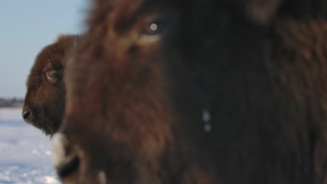 bisonte sobreviviendo al duro invierno en cámara súper lenta