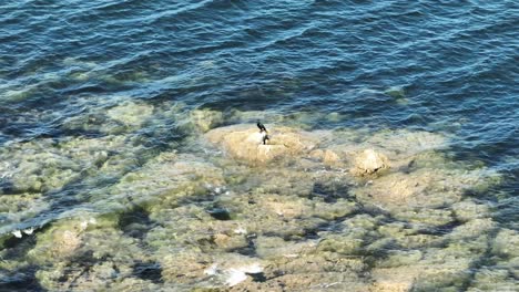 static shot of a phalacrocorax or cormorant standing on a rock while being observant