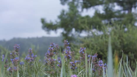 flores púrpuras en un prado del bosque