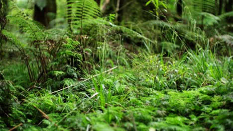 lush primeval fern forest native to new zealand, punga silver fern