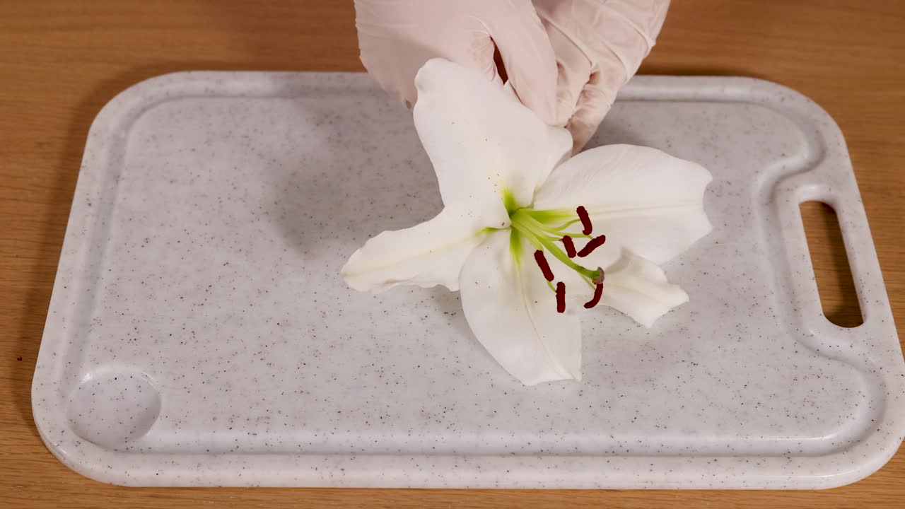 Hands in gloves carefully dissect a lily flower on a tray, highlighting its anatomical parts under bright lighting