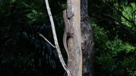 the clouded monitor lizard is found in thailand and other countries in asia