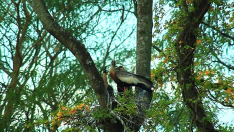 bandada de ibis de cuello amarillo haciendo un nido en el bosque brasileño