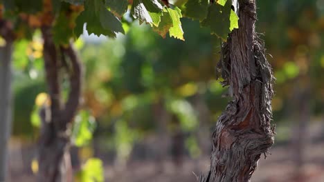 the weathered trunk of a mature grape vine in the santa ynez valley ava of california