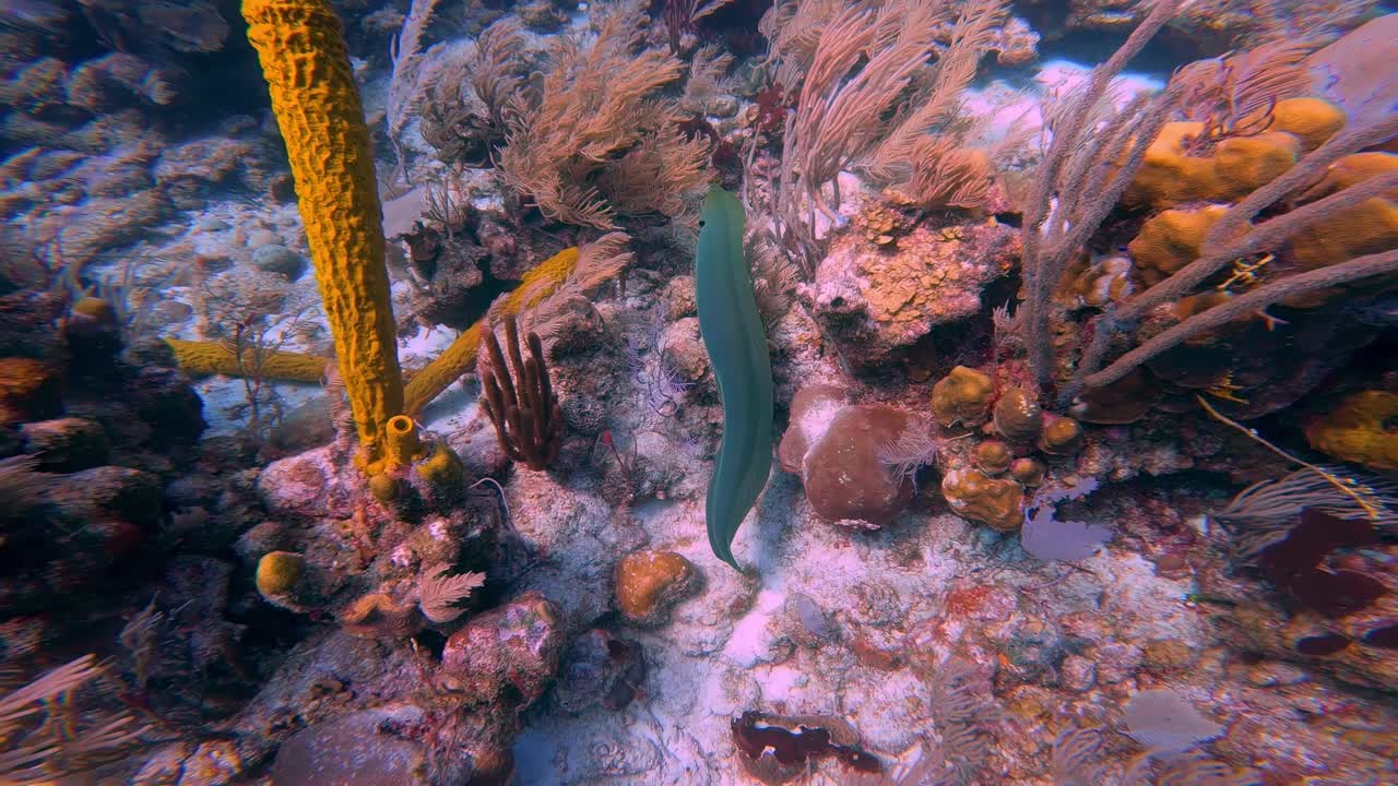sumergirse en una impresionante escena submarina con un colorido arrecife de coral lleno de vida marina