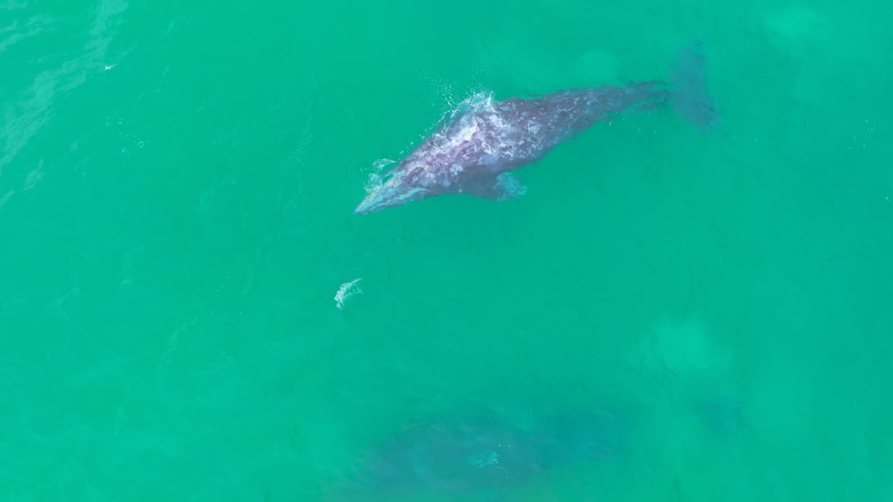 Beautiful drone footage of whales moving through calm ocean waters. A mesmerizing look at marine wildlife