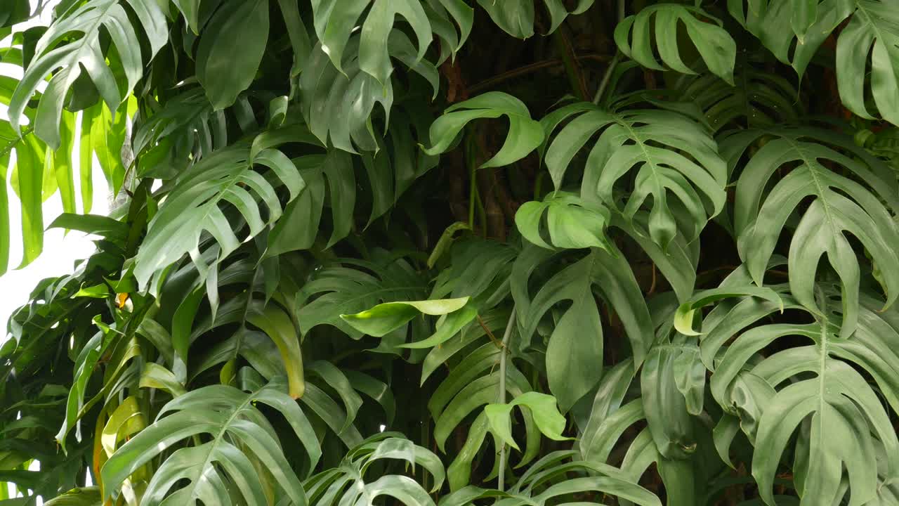 monstruos exóticos tropicales jugosos hojas de fondo en bucle sin costuras. follaje exuberante de verano, vegetación en el jardín del paraíso. abstracto natural de vegetación de la selva verde oscuro patrón de fondo, bosque tropical salvaje