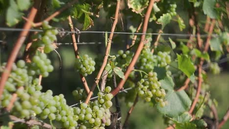 Close-up-Macro-Footage-of-Grapes