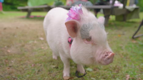 pet pig wearing pink bow looks around field before walking away