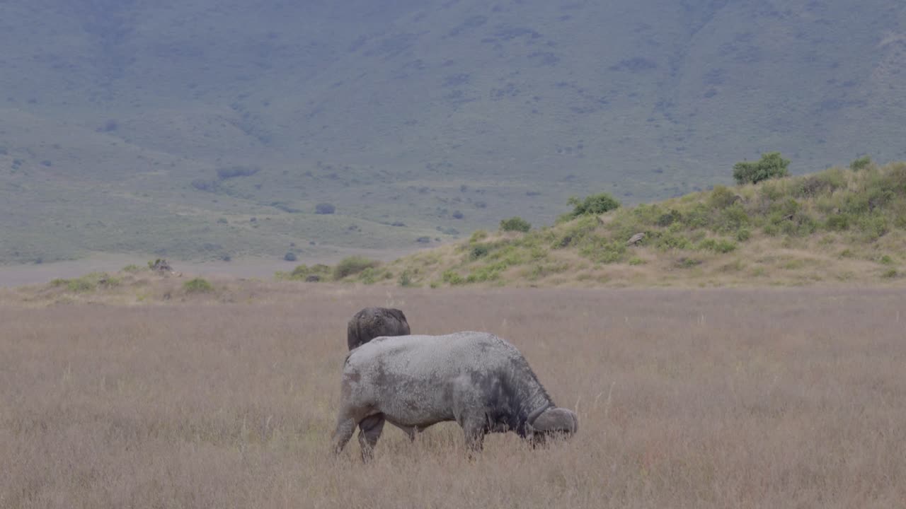 The African Buffalo grazing in the wild