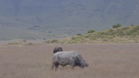 Der-Afrikanische-Büffel,-Der-In-Freier-Wildbahn-Weidet