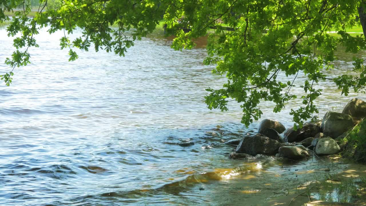 화창한 여름날 우스마 호숫가의 아름다운 전망, 무성한 녹색 숲이 있는 먼 섬, 시골 풍경, 돌과 참나무 가지가 물 위에 매달려 있는 해안, 중간 샷