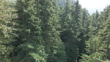 Erhebt-Sich-Durch-Hohe,-Immergrüne-Wälder-Und-Enthüllt-Rauchverhangene-Berge,-Luftaufnahmen