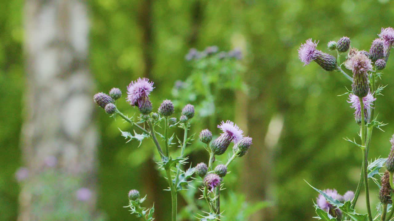 Camera slowly pans across blooming thistle flowers in a sunlit, green forest environment