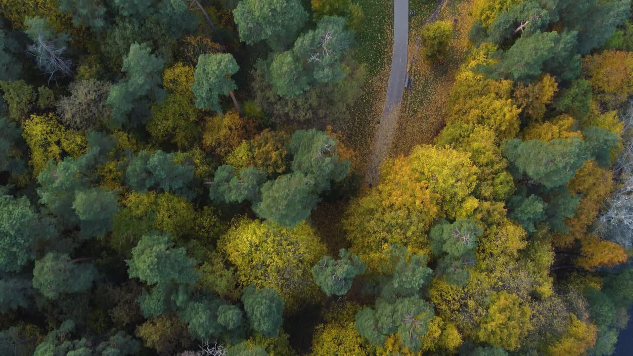 AERIAL Top Down Fly-By of a Path going through a Vibrant Autumn Foliage in Vilnius, Lithuania