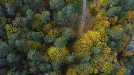 aerial top down fly-by of a path going through a vibrant autumn foliage in vilnius, lithuania