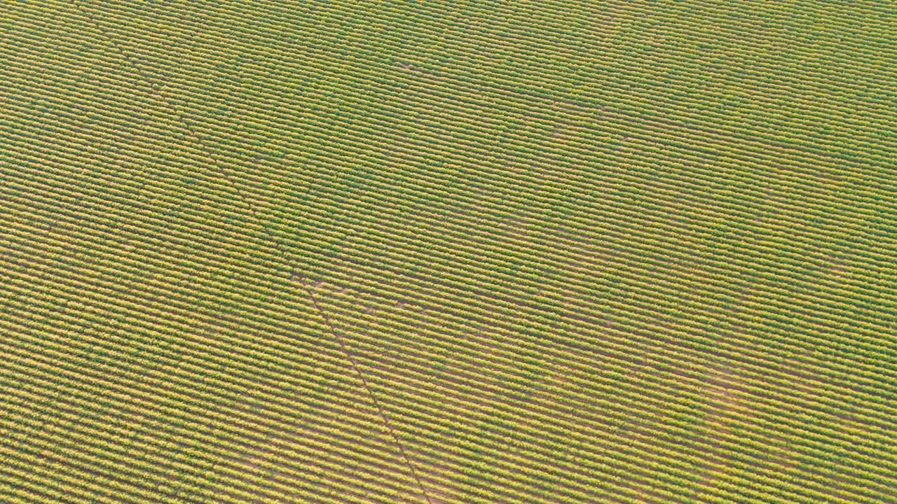 Aerial footage showcasing vast agricultural fields