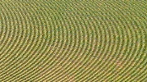 aerial footage showcasing vast agricultural fields