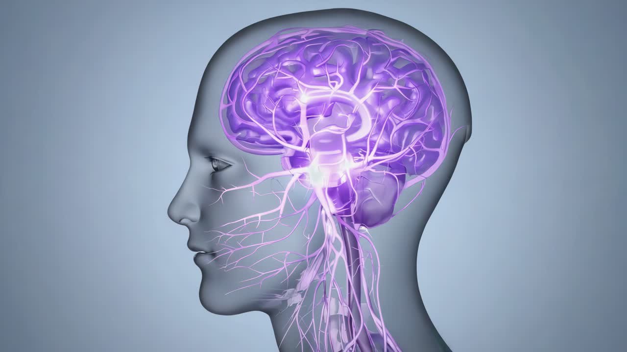 3D Rendering of Human Brain Anatomy