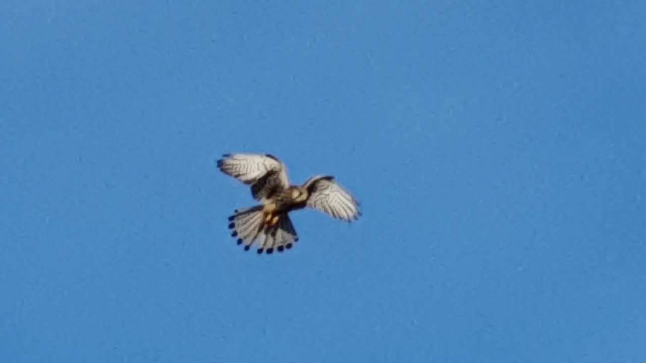Bird of prey Tempelhof Flughafen Berlin Germany HD 5 sec.mp4