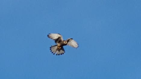 bird of prey tempelhof flughafen berlin germany hd 5 sec.mp4