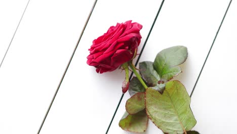 Flor-Rosa-Roja-Fresca-En-La-Mesa-De-Madera-Blanca