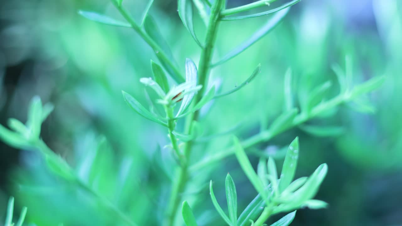la mariposa se arrastra por las hojas verdes de las plantas