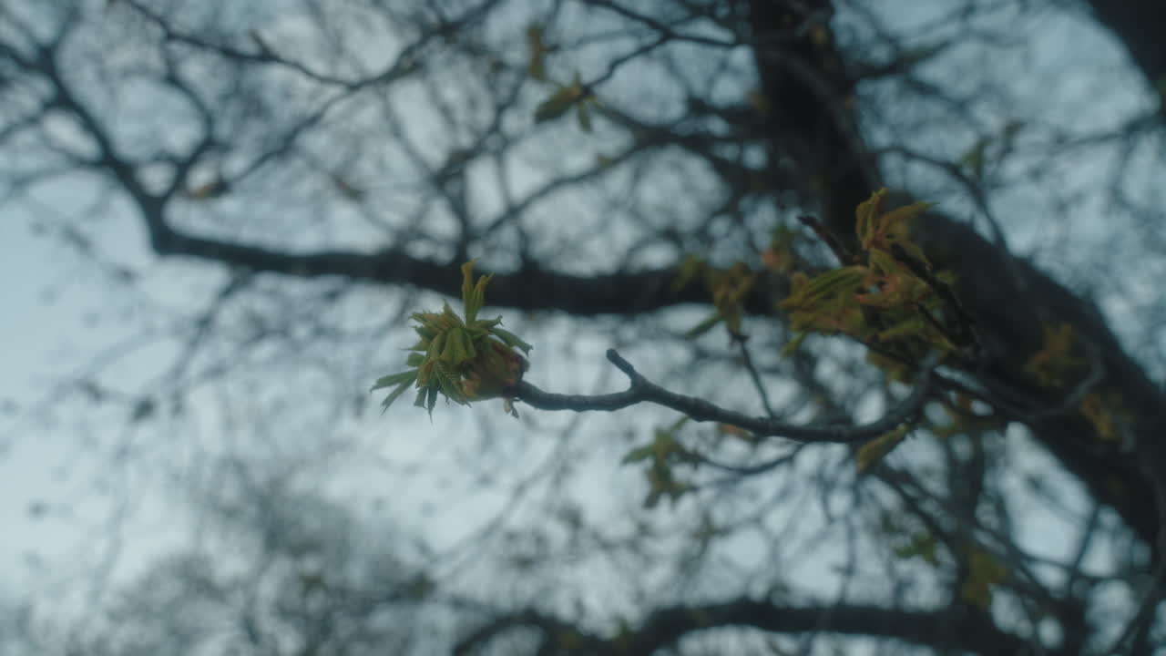 Majestic tree in Letn&aacute; Park, Prague: dense foliage and serene natural embrace