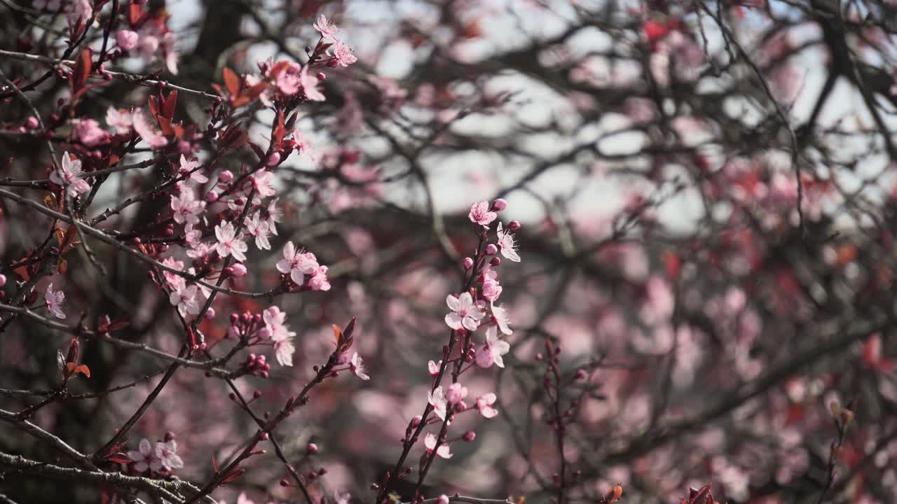Rami di ciliegio in fiore che ondeggiano delicatamente con la brezza durante la primavera in Canada