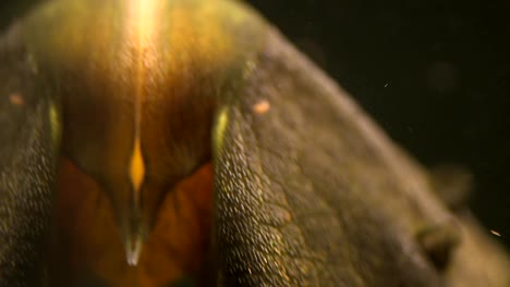 un primerísimo plano de la cara, la boca, los odontoides, los ojos y la ventosa de un bagre pleco succionado en el cristal de un tanque de acuario