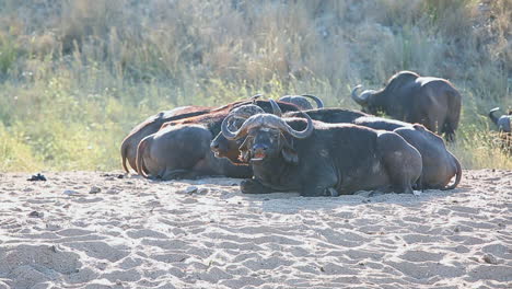 familia de búfalos africanos se relajan en el sol del mediodía.