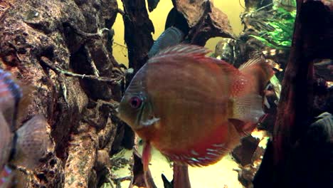 pez en el acuario
