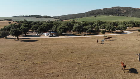Horses-grazing-and-strolling-through-barren-mediterranean-meadow-near-wakana-lake-in-Cádiz,-Spain---Aerial-low-angle-orbit-shot