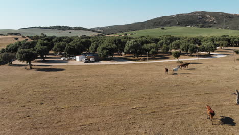 caballos pastando y paseando por la árida pradera mediterránea cerca del lago wakana en cádiz, españa - toma aérea en órbita de ángulo bajo