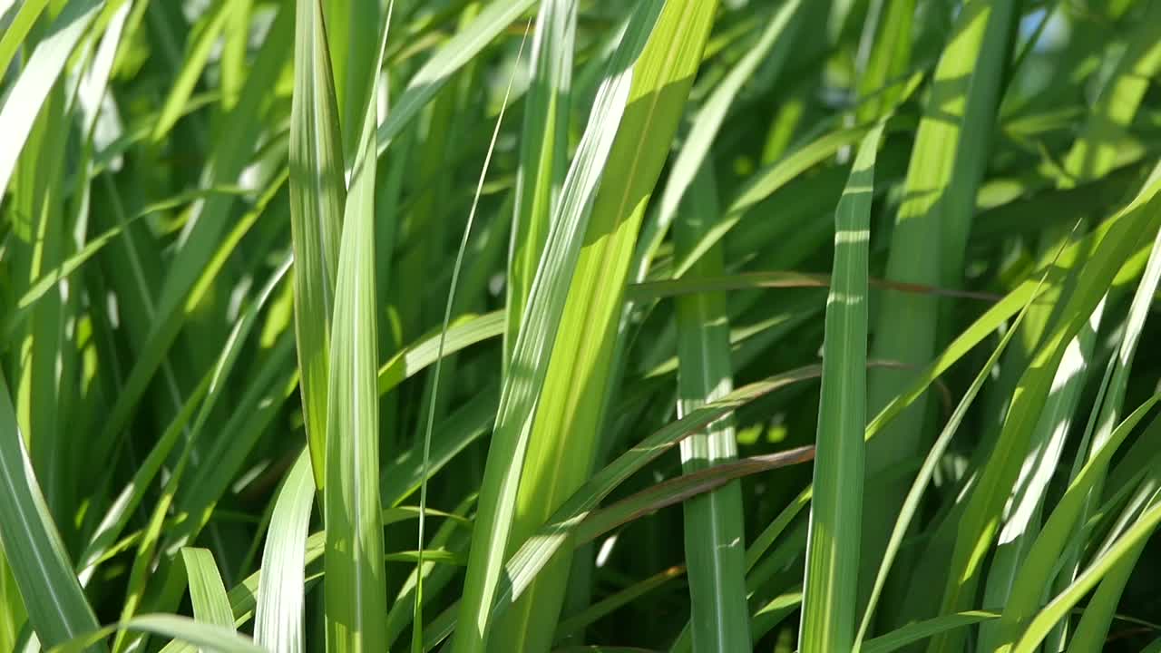 primer plano de la hierba verde