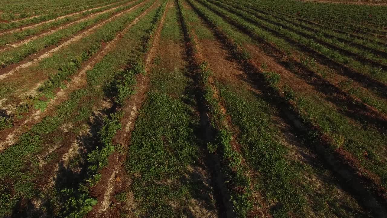 agricultura campo filas vista aérea 03