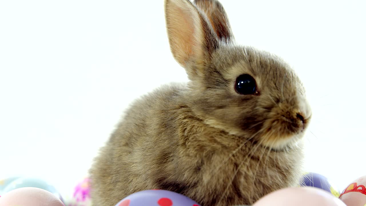 부활절 달 ⁇ 과 부활절 토끼