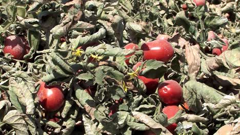 Medium-shot-of-tomato-field-prior-to-harvest-in-California,-USA