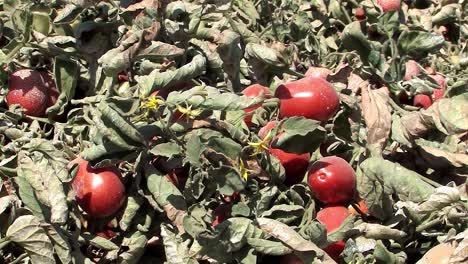plano medio del campo de tomate antes de la cosecha en california, ee.uu.