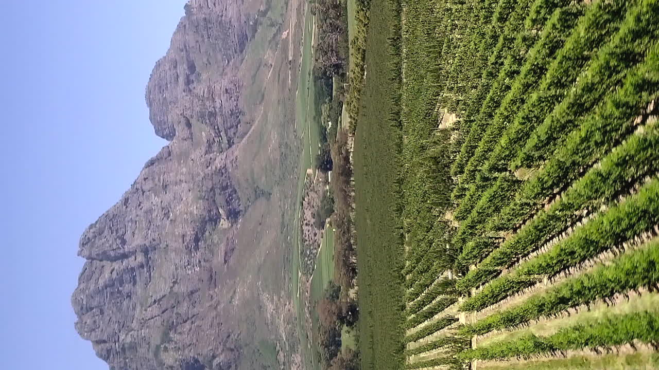 Parallasse aerea sopra viti che crescono in un vigneto sudafricano